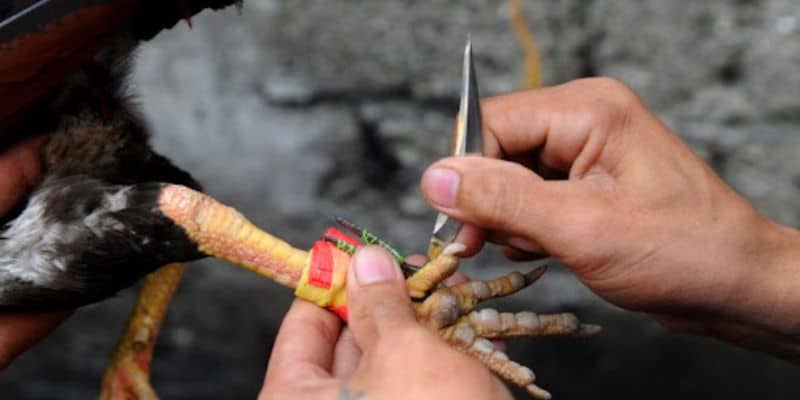Hướng Dẫn Cách Băng Cựa Gà Hiệu Quả Dành Cho Các Kê Thủ 2 Lý do vì sao phải cần băng cựa gà đúng cách