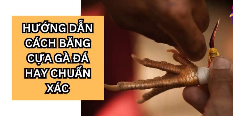 Hướng Dẫn Cách Băng Cựa Gà Hiệu Quả Dành Cho Các Kê Thủ 3 Những chú ý quan trọng khi quấn băng cựa gà